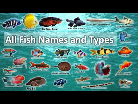 All Fish Names and Types in 2 minutes