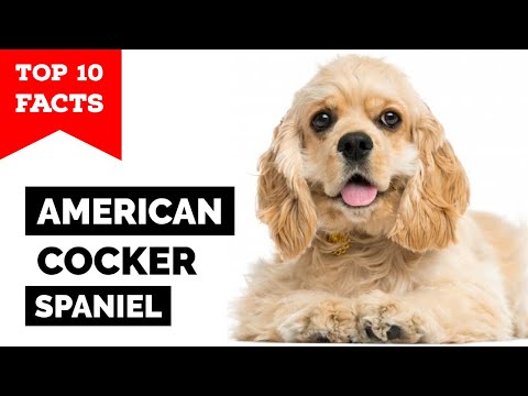 American Cocker Spaniel - Top 10 Facts