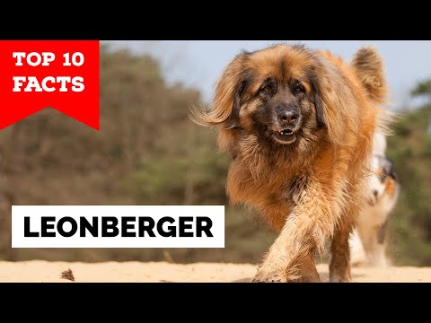 Leonberger - Top 10 Facts