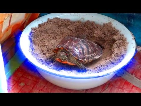 Красноухая черепаха trachemys scripta откладывает яйца
