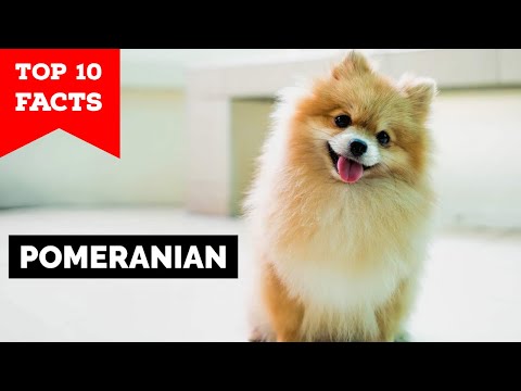 Pomeranian - Top 10 Facts
