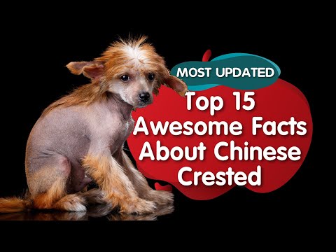 Top 15 Amazing Facts about Chinese Crested Dogs