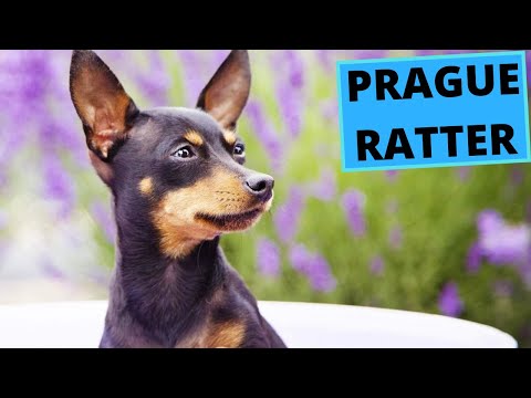 Prague Ratter - TOP 10 Interesting Facts - Prazsky Krysarik