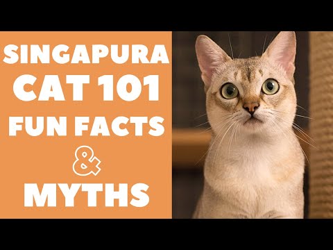 Singapura Cats 101 : Fun Facts &amp; Myths