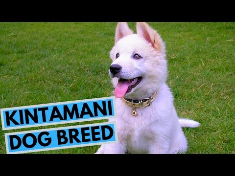 Kintamani Dog Breed - Facts and Information