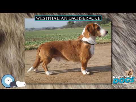 Westphalian Dachsbracke 🐶🐾 Everything Dog Breeds 🐾🐶