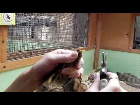 Стрижка когтей сухопутной черепахи
