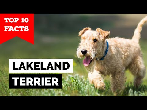Lakeland Terrier - Top 10 Facts