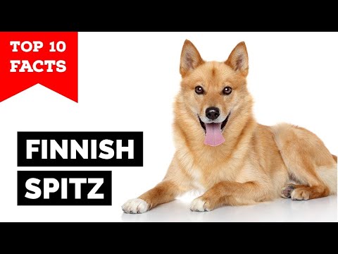 Finnish Spitz - Top 10 Facts