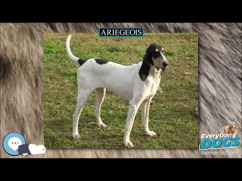 Ariegeois 🐶🐾 Everything Dog Breeds 🐾🐶