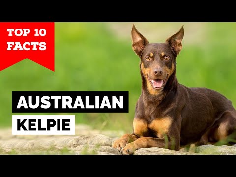 Australian Kelpie - Top 10 Facts