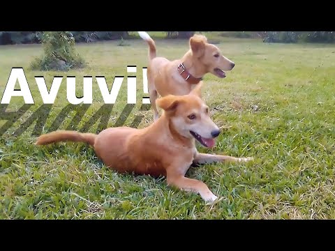 Tsjokkó the Avuvi at 4 months - West African Village Dogs Playing