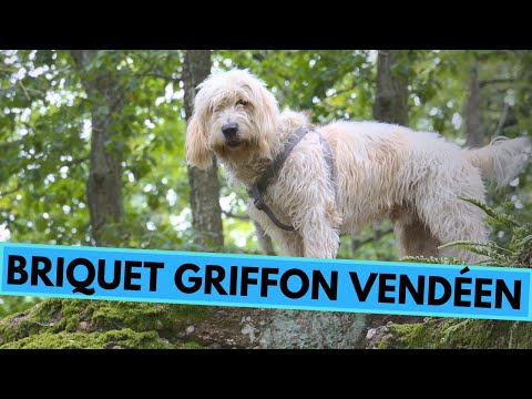 Briquet Griffon Vendéen - TOP 10 Interesting Facts
