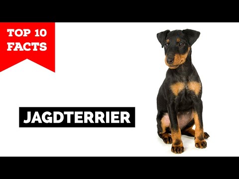 Jagdterrier - Top 10 Facts