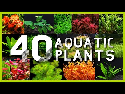 Types of Aquatic Plants for Aquarium