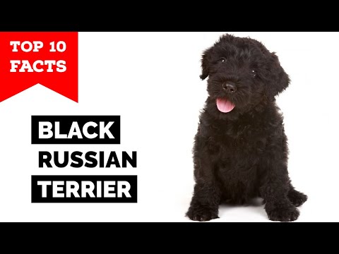 Black Russian Terrier - Top 10 Facts