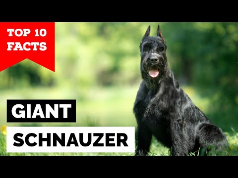 Giant Schnauzer - Top 10 Facts