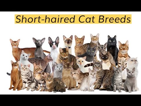 Short haired Cat Breeds