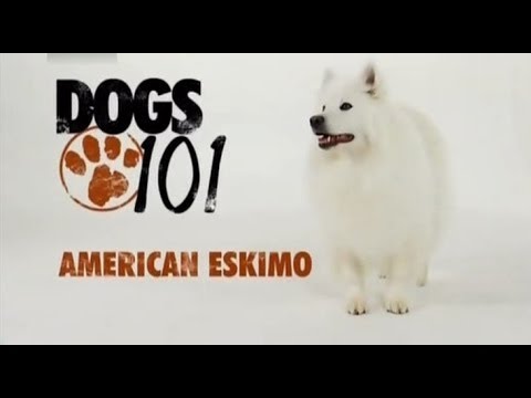 DOGS 101 - American Eskimo [ENG]