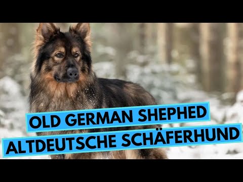 Old German Shepherd - TOP 10 Interesting Facts - Altdeutsche Schäferhund