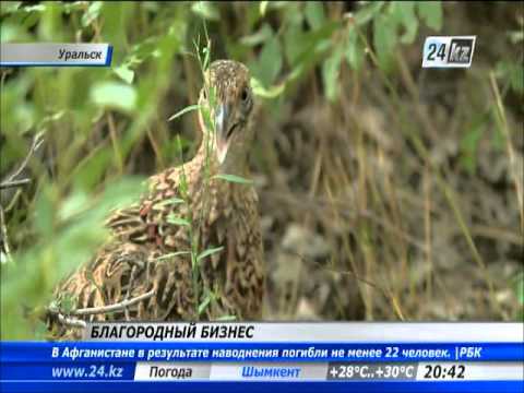 Предприниматель из ЗКО открыл птицеферму по разведению фазанов