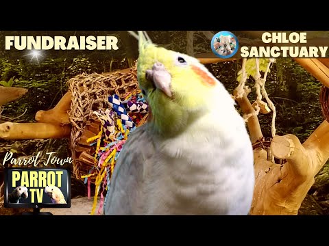 Bird Room Buddies | Keep Your Parrot Happy with Bird Room Sounds | Parrot TV for Birds🦜