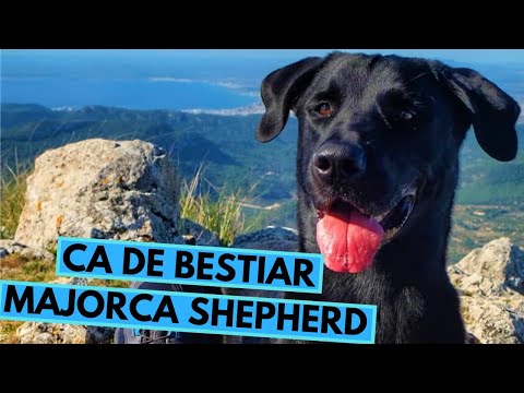 Ca de Bestiar - Majorca Shepherd - Facts and Information