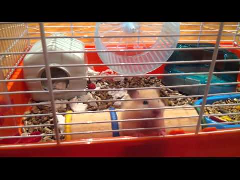 Ангорский королевский хомяк (самка)) / Royal angora Hamster