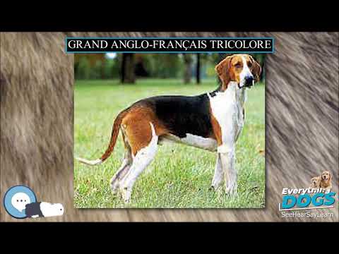 Grand Anglo Français Tricolore 🐶🐾 Everything Dog Breeds 🐾🐶