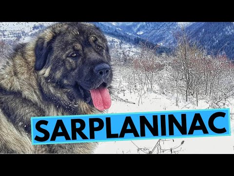 Sarplaninac Dog Breed - Facts and Information - Illyrian Shepherd Dog