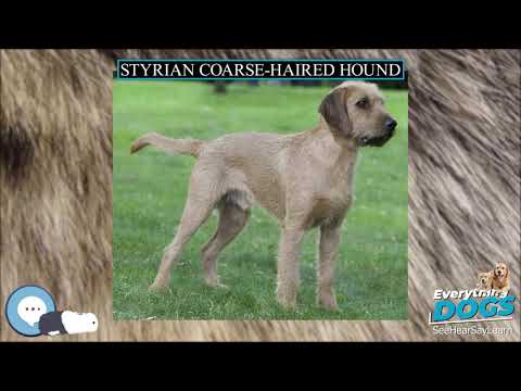 Styrian Coarse haired Hound 🐶🐾 Everything Dog Breeds 🐾🐶