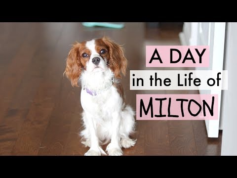 A Day in my Life - Puppy Milton | Cavalier King Charles Spaniel | Herky the Cavalier
