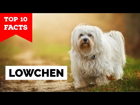 Lowchen - Top 10 Facts