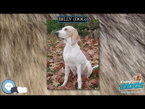 Billy dog 🐶🐾 Everything Dog Breeds 🐾🐶