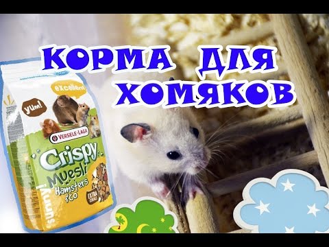 Корма для хомяков | Какой корм любит Винтик? ♥