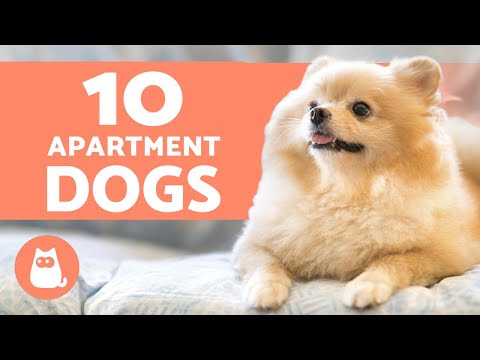 10 BEST APARTMENT DOGS 🏠 Breeds for Small Spaces