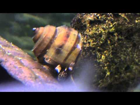 Viviparus viviparus - Moerasslak - snail