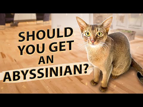 Should You Get An Abyssinian - 10 Things I Wish I&#039;d Known Before Getting An Abysinnian Cat