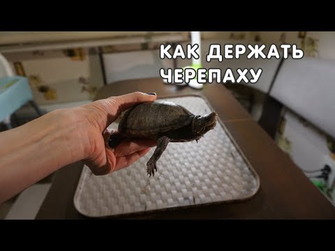 Как правильно держать черепаху