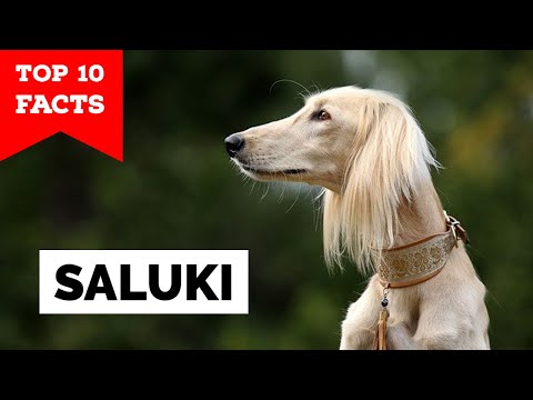 Saluki - Top 10 Facts