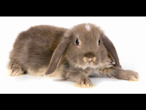 Натуральный корм для кроликов-питание