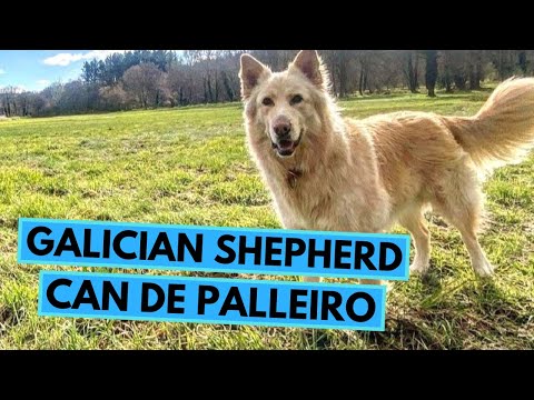 Can de Palleiro - TOP 10 Interesting Facts - Galician Shepherd