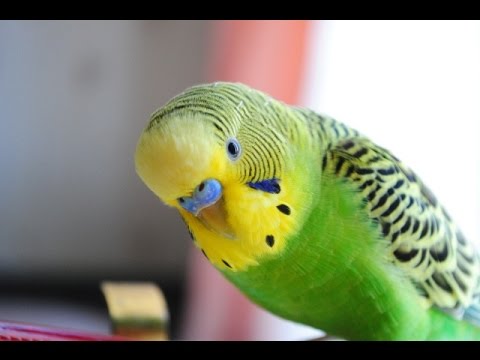 Как определить возраст и пол волнистого попугая?
