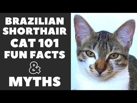 Brazilian Shorthair Cats 101 : Fun Facts &amp; Myths