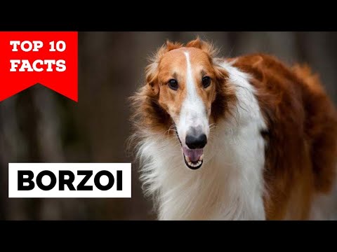Borzoi - Top 10 Facts