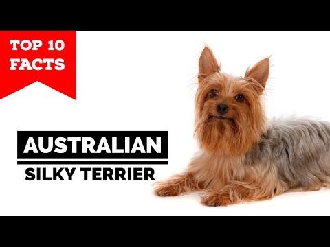 Australian Silky Terrier - Top 10 Facts