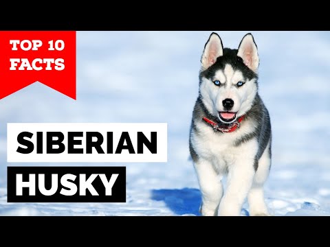 Siberian Husky - Top 10 Facts