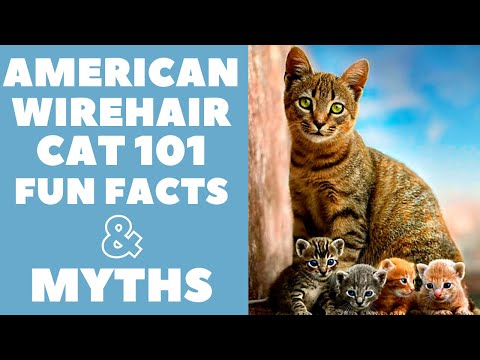 American Wirehair Cats 101 : Fun Facts &amp; Myths