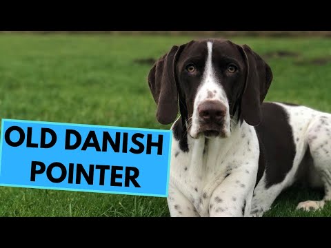 Old Danish Pointer Dog Breed - Facts and Information