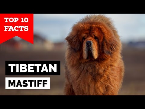 Tibetan Mastiff - Top 10 Facts